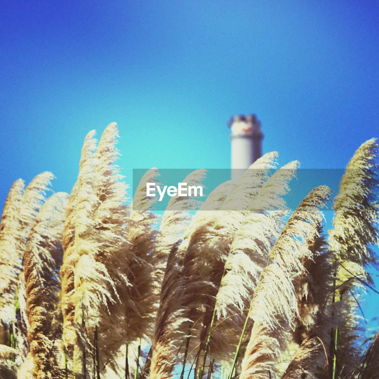 Low angle view of plants growing against clear blue sky