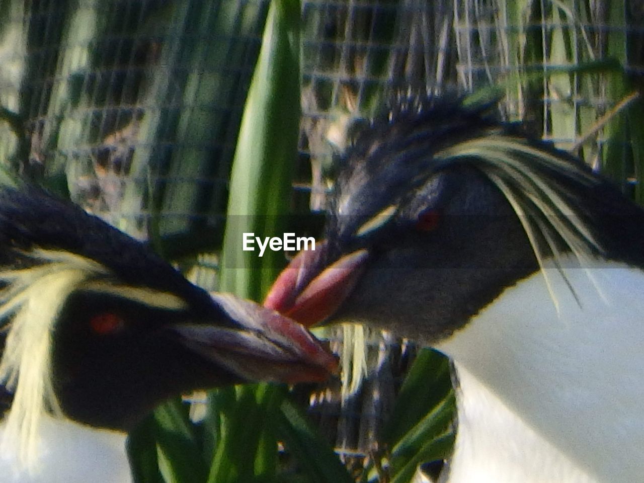 CLOSE-UP OF TWO BIRDS FLYING