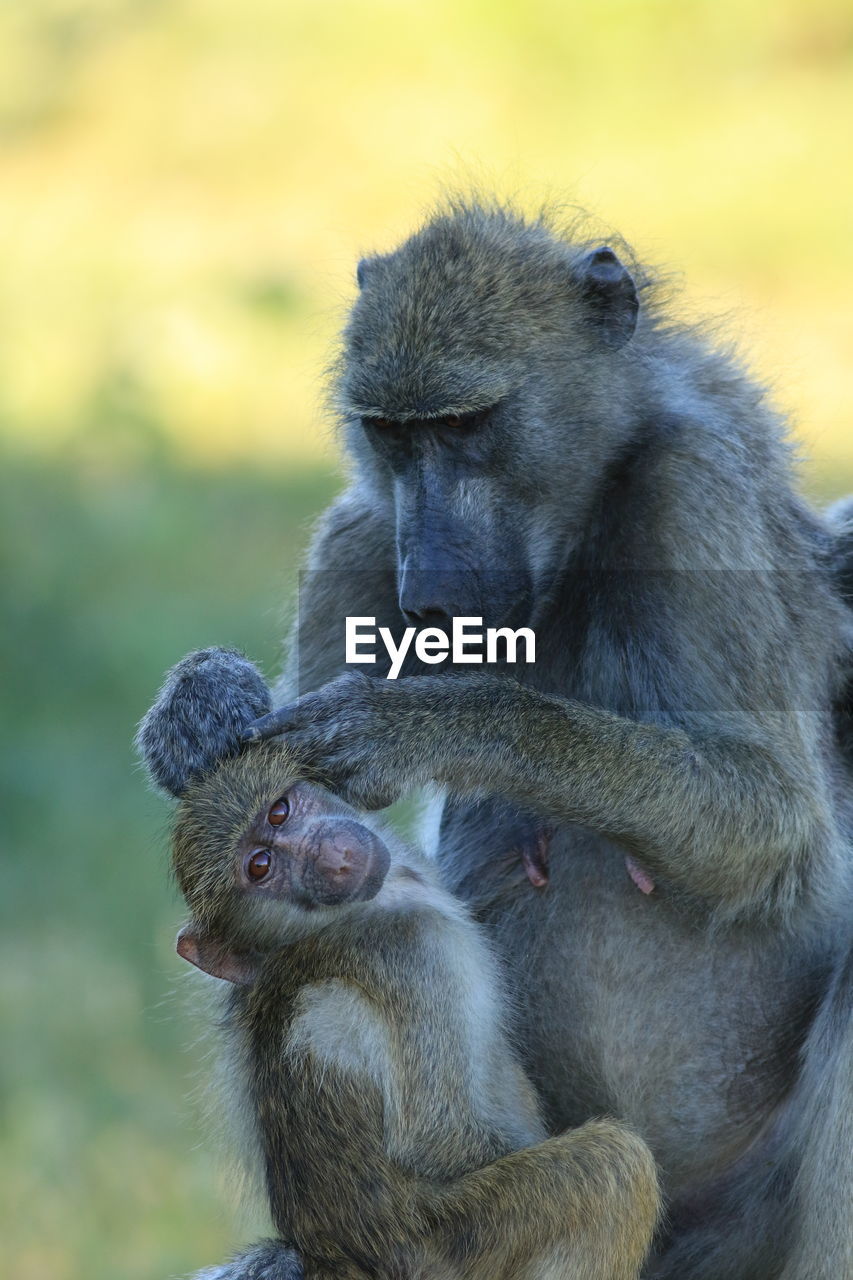 CLOSE-UP OF MONKEY WITH ANIMAL