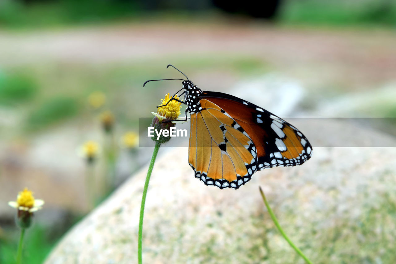 Plain tiger butterfly on grass flower