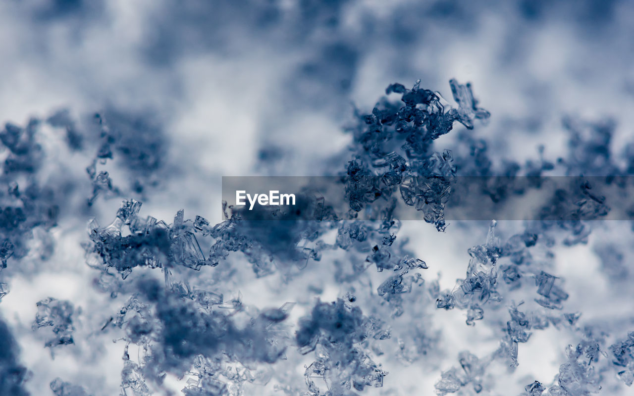 Close-up of snowflakes