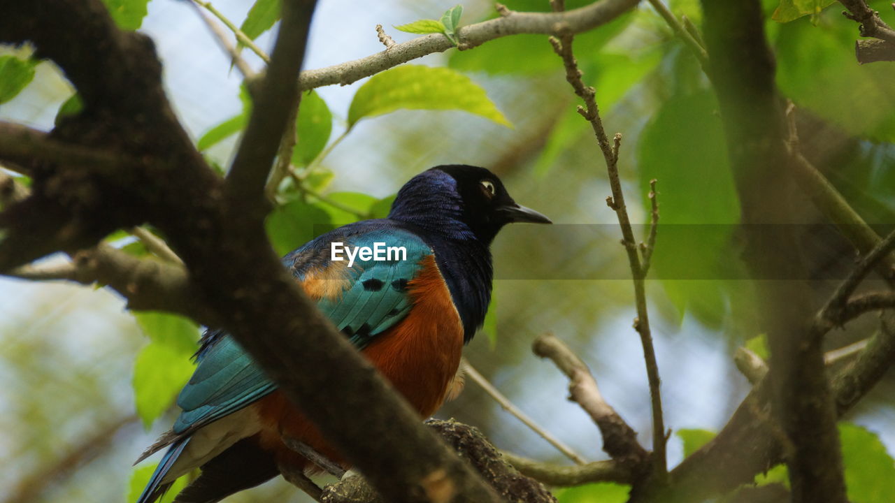 LOW ANGLE VIEW OF A BIRD PERCHING ON BRANCH