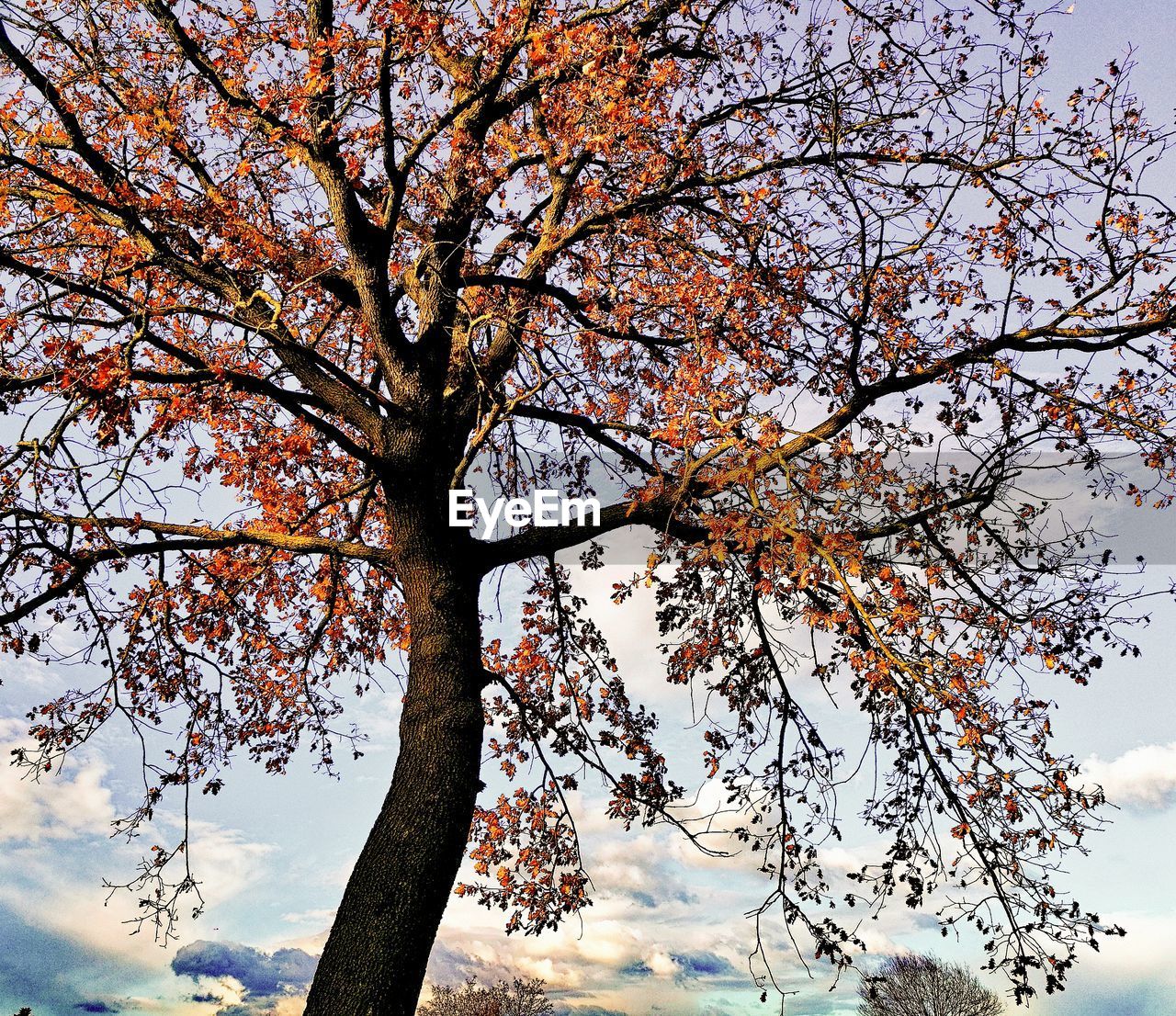 LOW ANGLE VIEW OF TREES AGAINST SKY