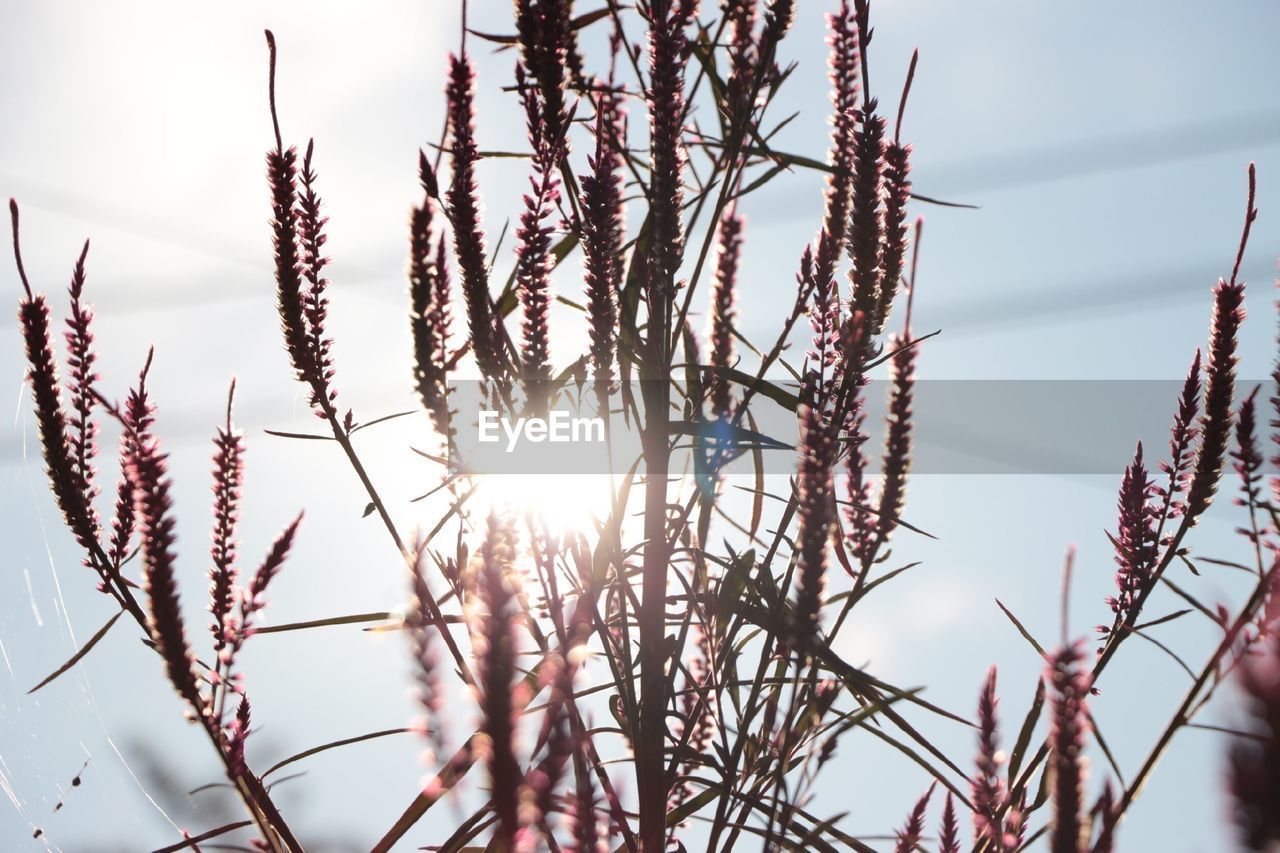 Low angle view of snow on plants against sky