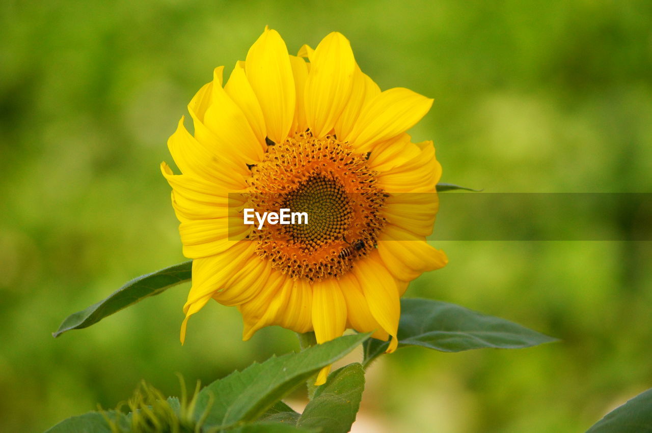CLOSE-UP OF SUNFLOWER ON YELLOW FLOWER