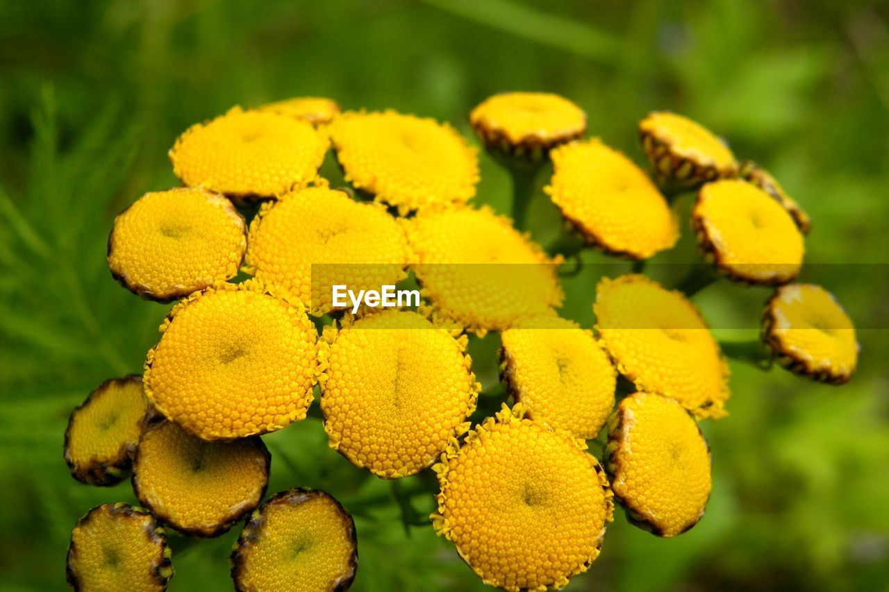 Close-up of yellow flowering plant