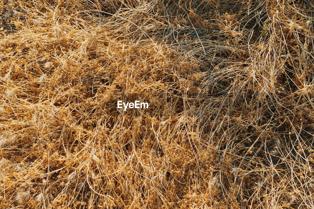 FULL FRAME SHOT OF CORN FIELD