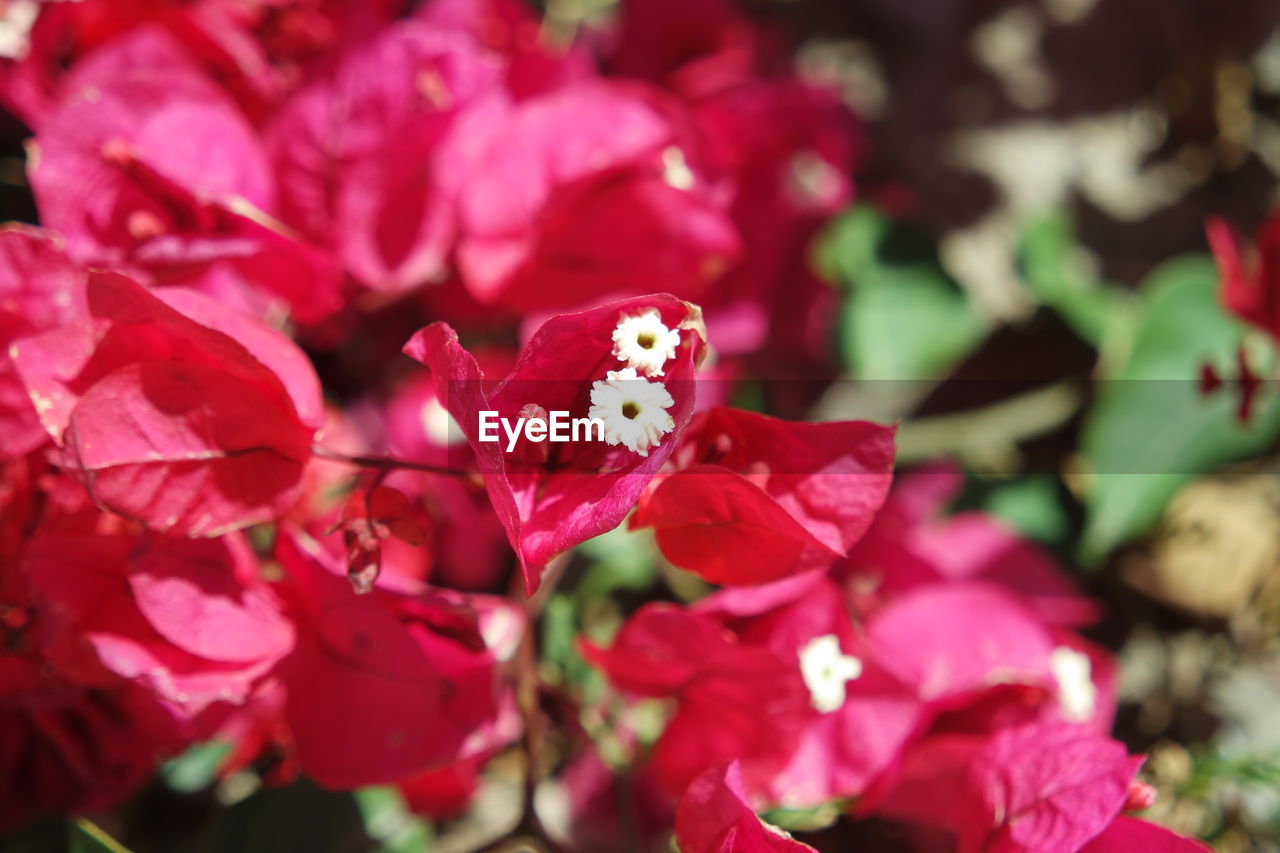 Close-up of pink bougainville flowers blooming outdoors