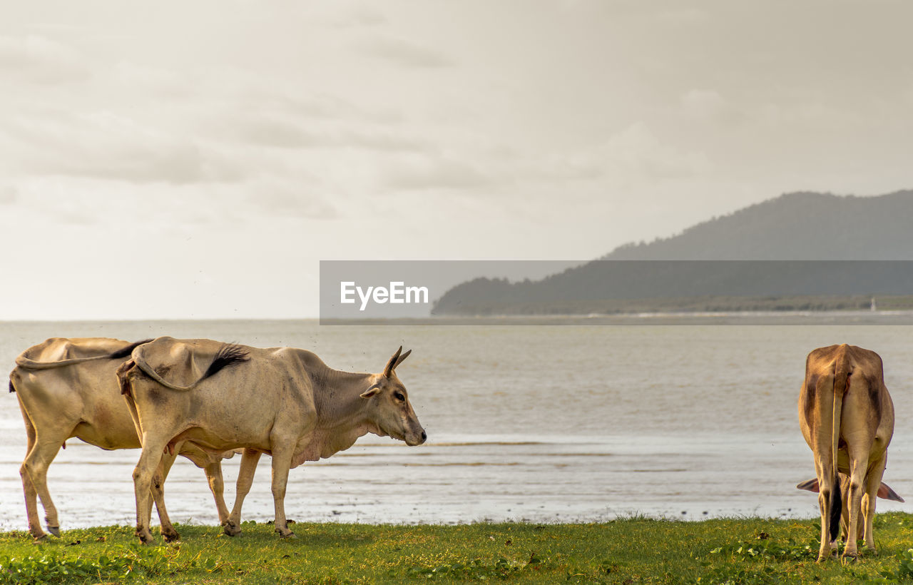 Cows standing on field against sea