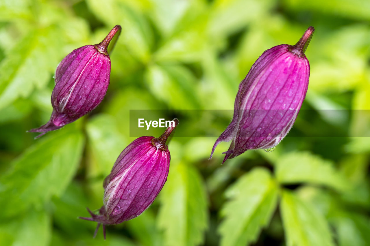 CLOSE-UP OF FRESH PURPLE FLOWER WITH BUDS