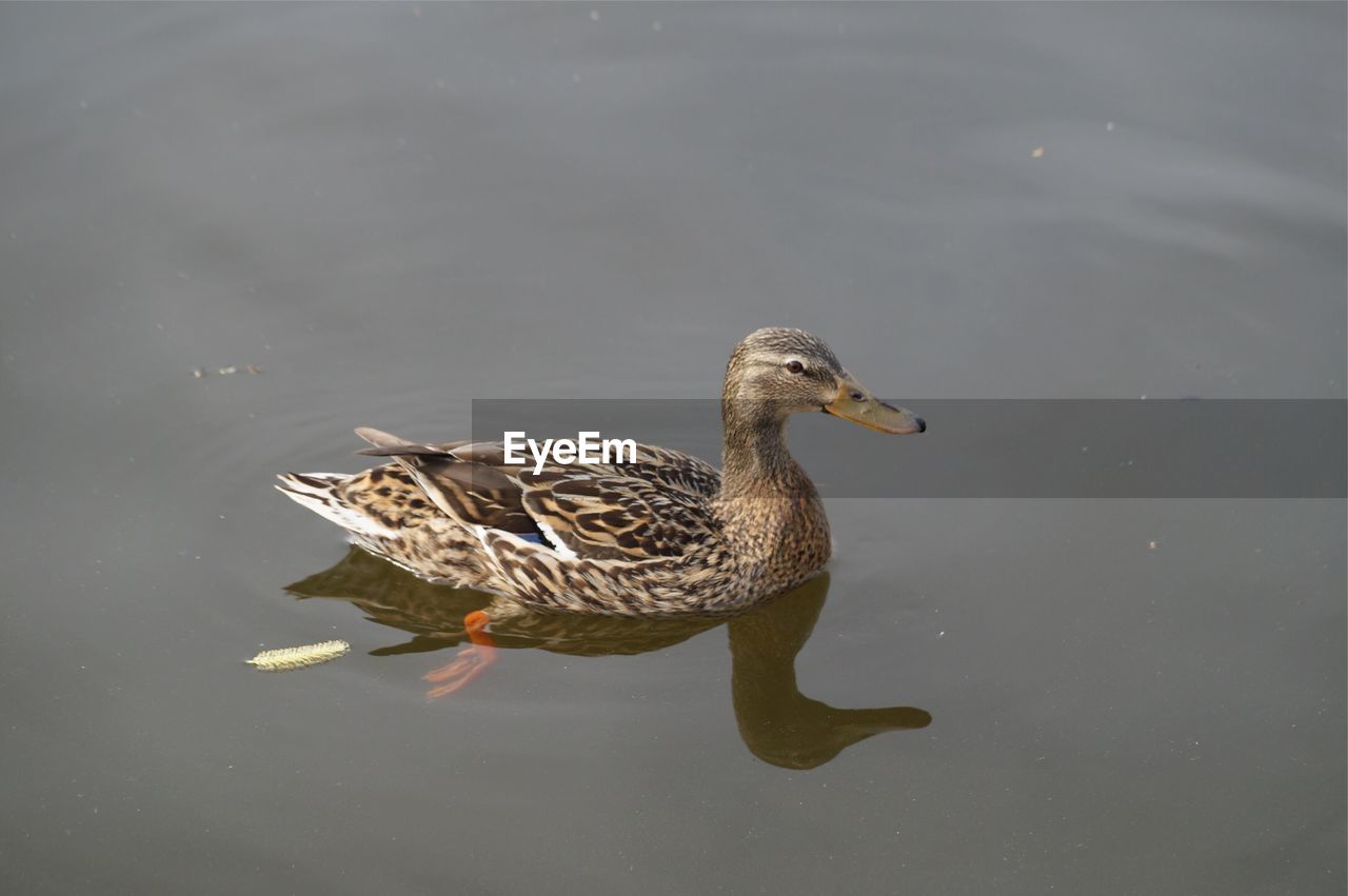 HIGH ANGLE VIEW OF MALLARD DUCK SWIMMING IN LAKE