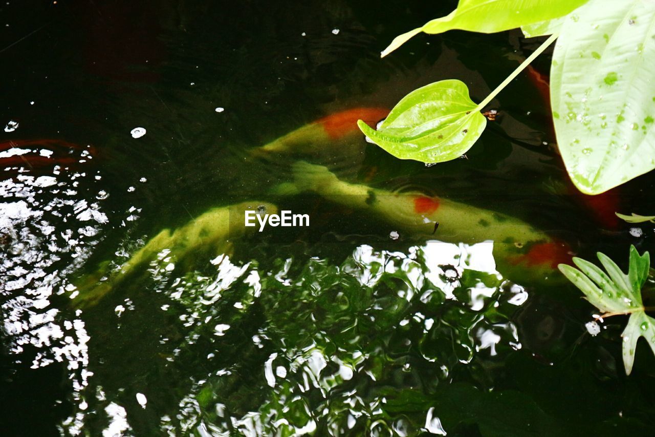 HIGH ANGLE VIEW OF FISH IN WATER