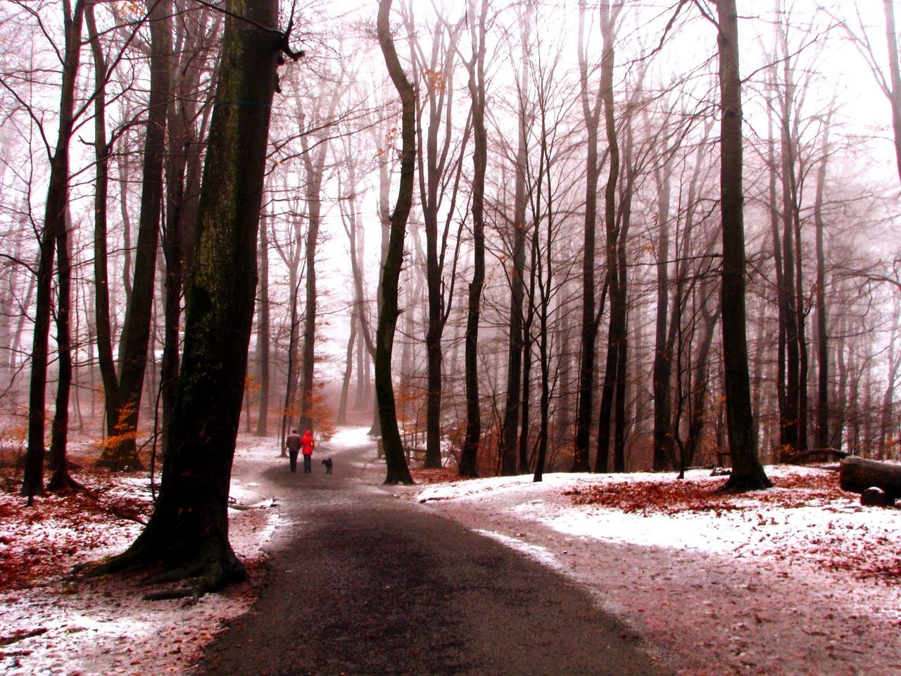 View of people walking on dirt road in forest