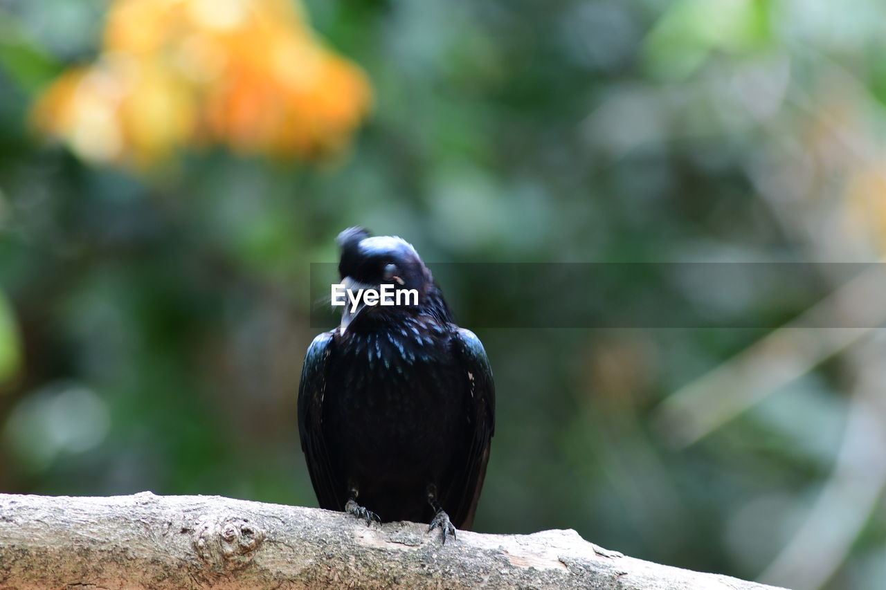 Close-up of bird perching on branch