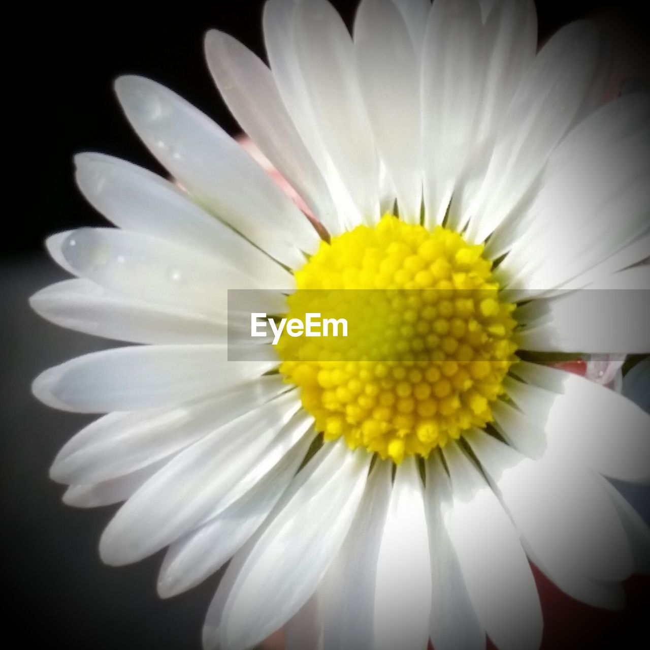 CLOSE-UP OF WHITE DAISY FLOWER