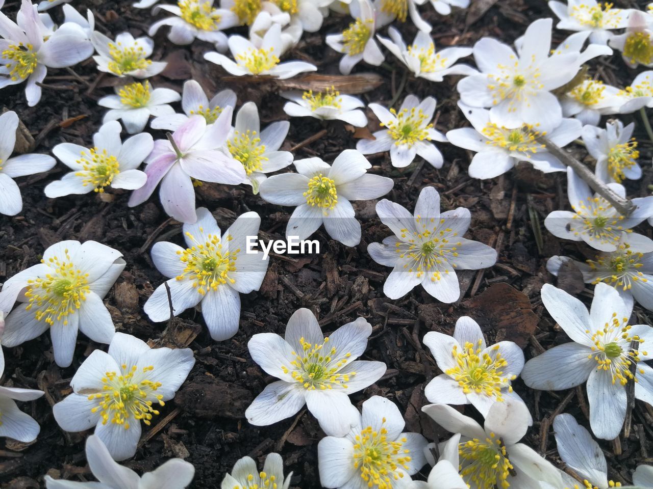 High angle view of white flowering plants