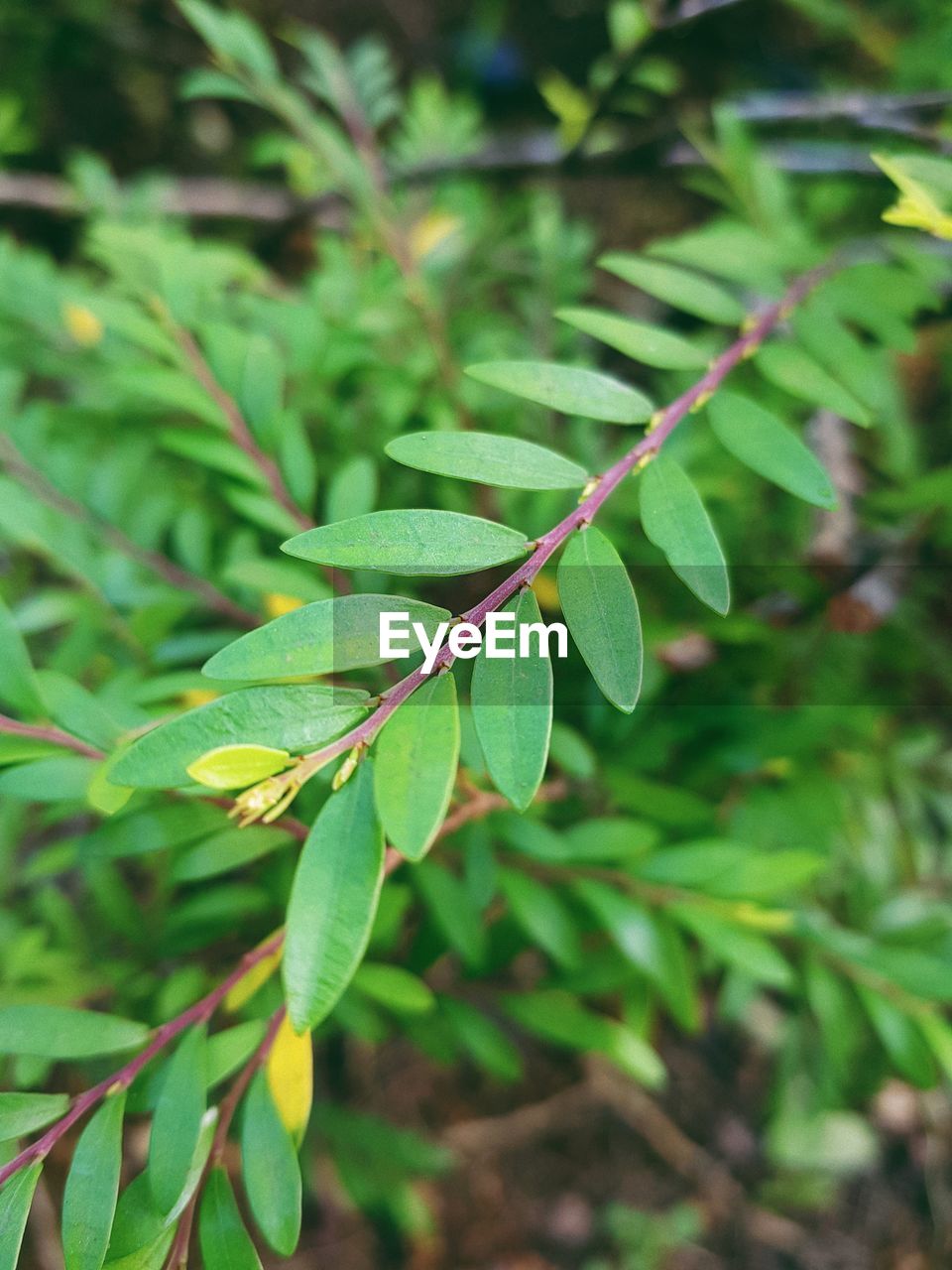 HIGH ANGLE VIEW OF FRESH GREEN LEAVES