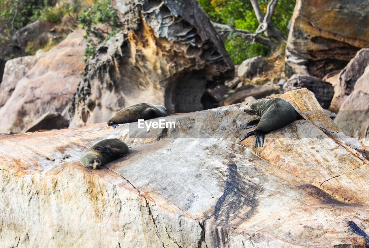 High angle view of seals relaxing on rock formation
