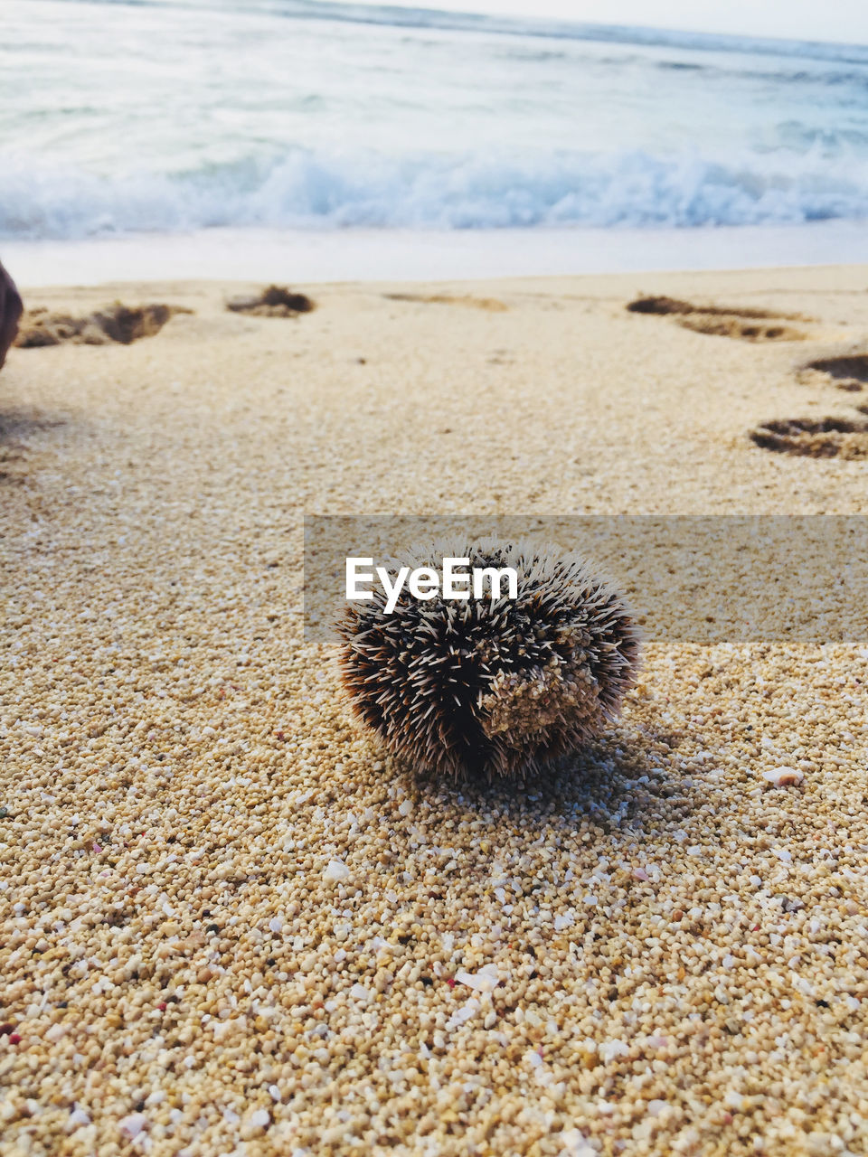 Sea urchin on and at beach