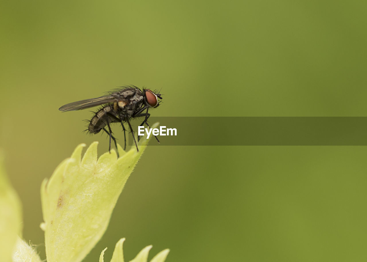 Close-up of housefly on plant