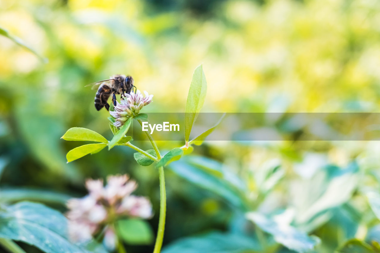 CLOSE-UP OF HONEY BEE ON FLOWER