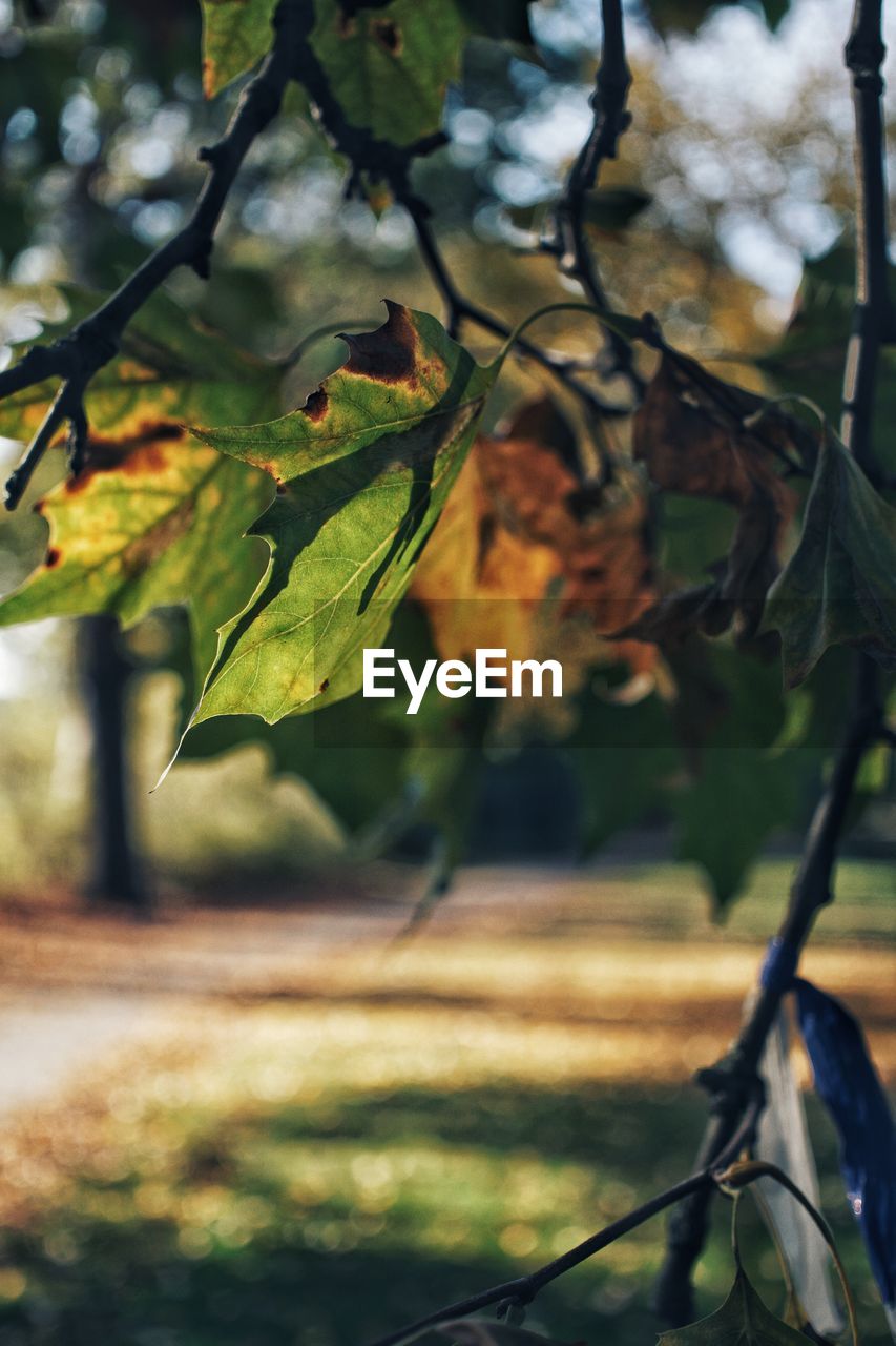 CLOSE-UP OF LEAVES ON BRANCH