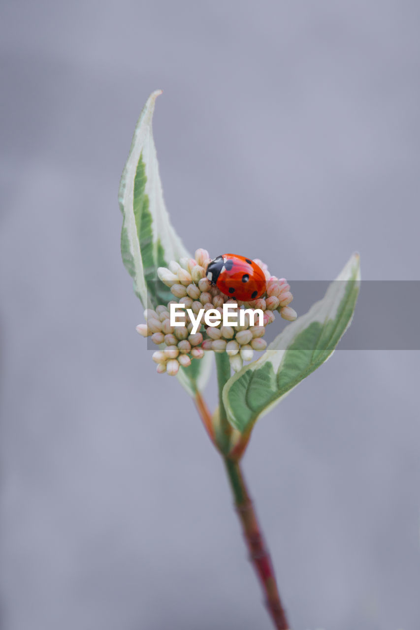 animal themes, animal, animal wildlife, insect, close-up, one animal, macro photography, plant, flower, wildlife, ladybug, nature, leaf, beauty in nature, no people, focus on foreground, flowering plant, beetle, branch, green, plant stem, plant part, outdoors, macro, fragility, freshness, day, red