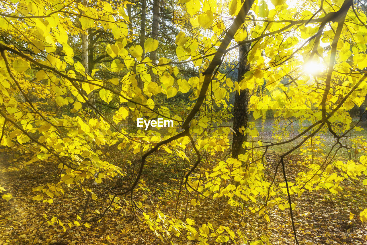 LOW ANGLE VIEW OF YELLOW LEAVES ON TREE