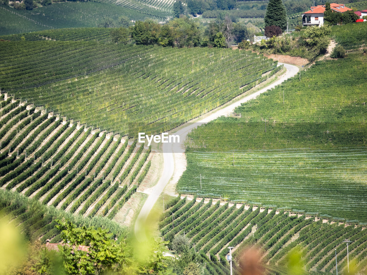 Aerial view of agricultural field