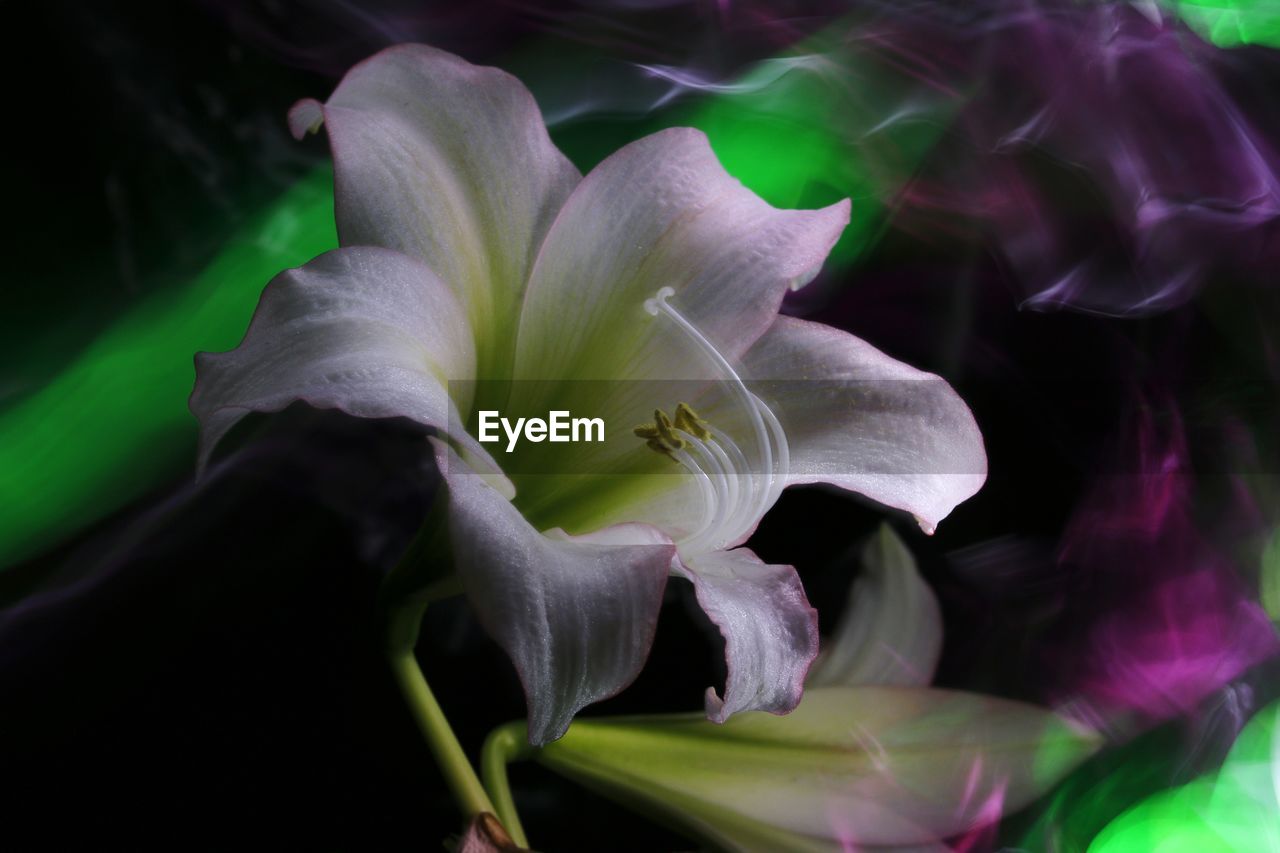 Close-up of white flowering plant