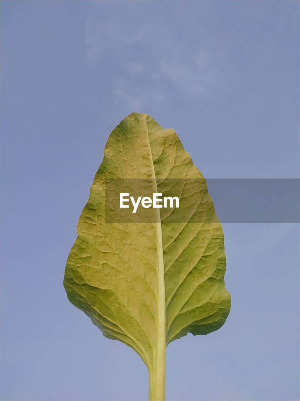 Close-up of leaf against blue sky