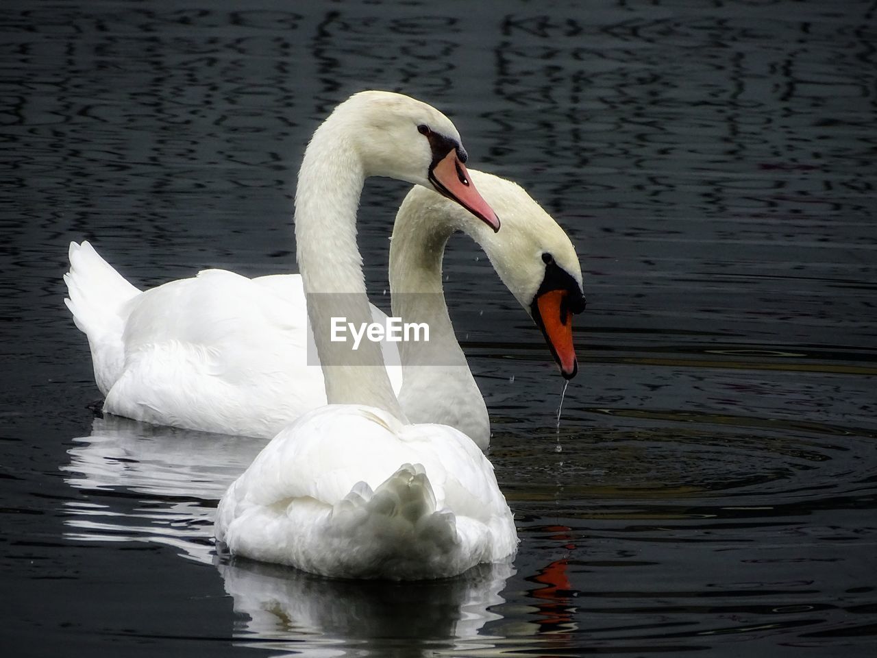 SWANS IN LAKE