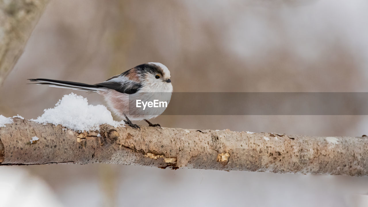 BIRD PERCHING ON BRANCH