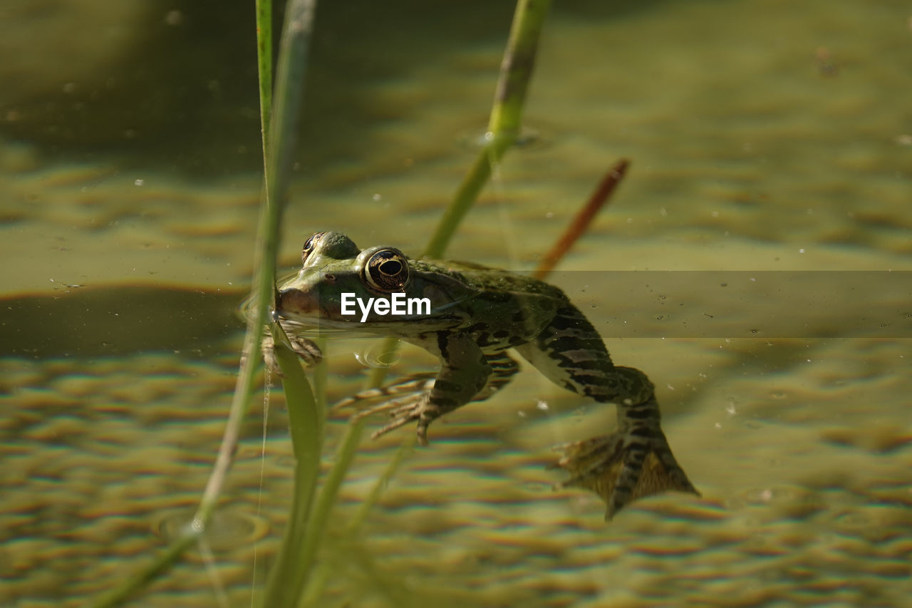 CLOSE-UP OF FROG SWIMMING ON LAKE