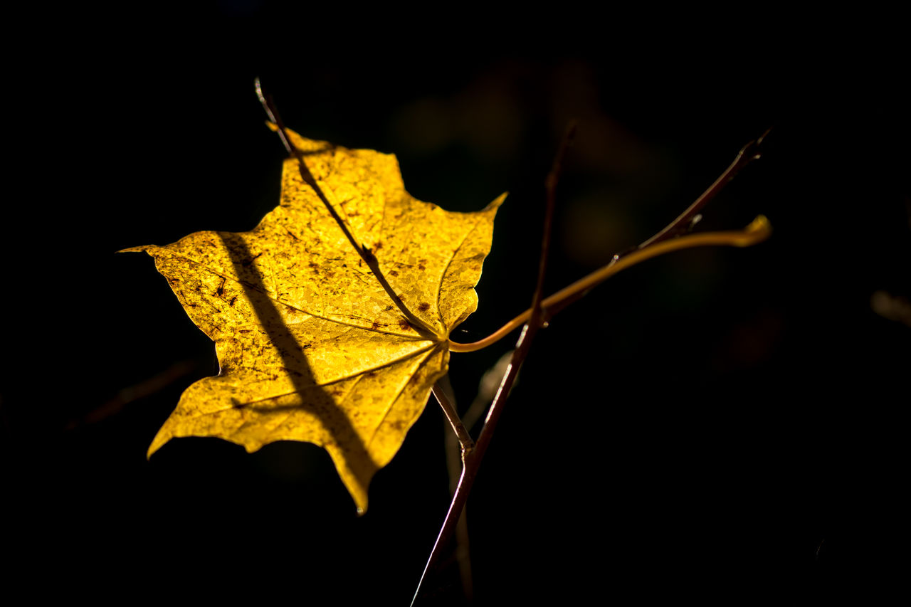 Close-up of yellow maple leaf against black background