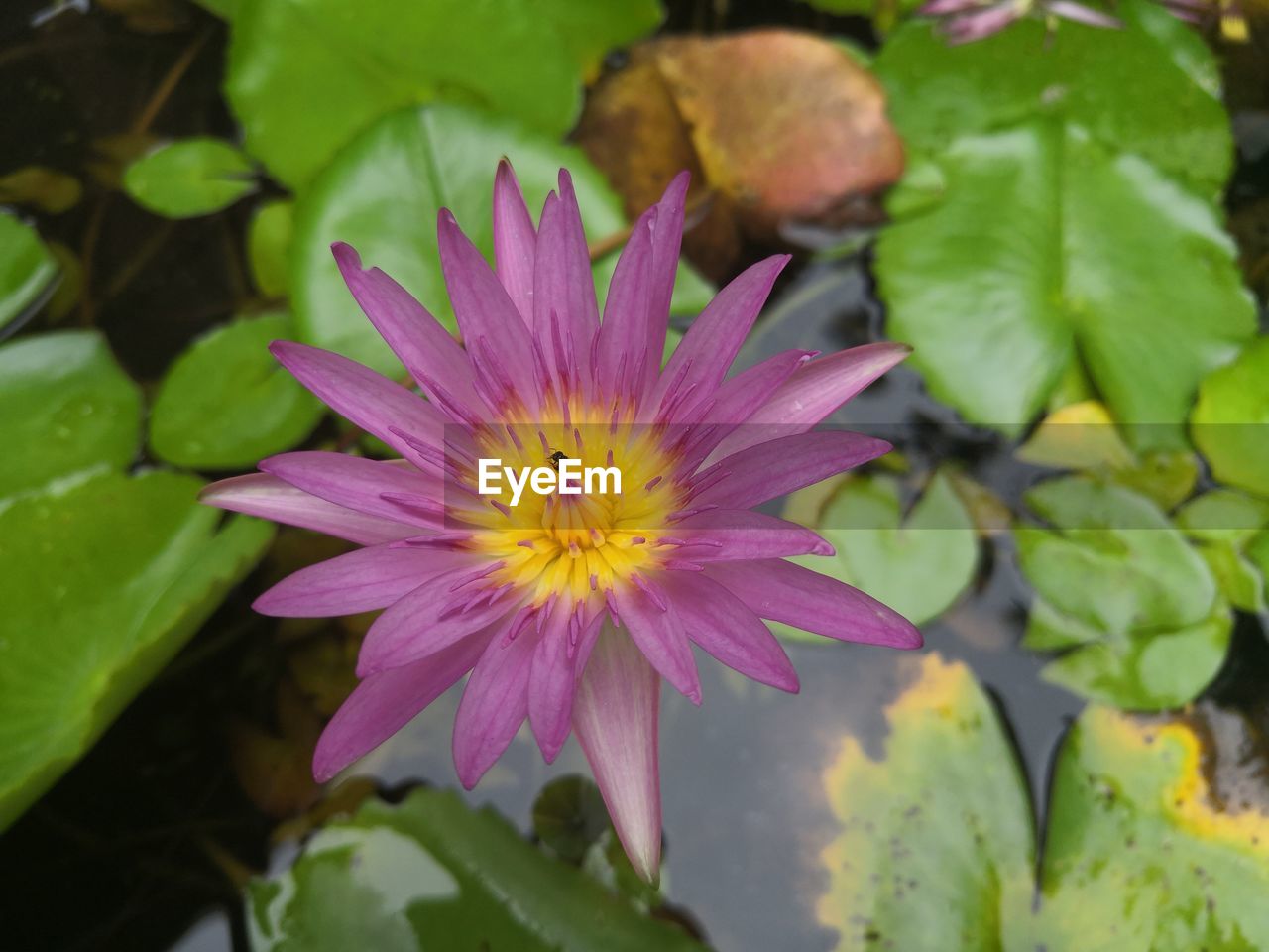 CLOSE-UP OF PINK AND PURPLE FLOWER