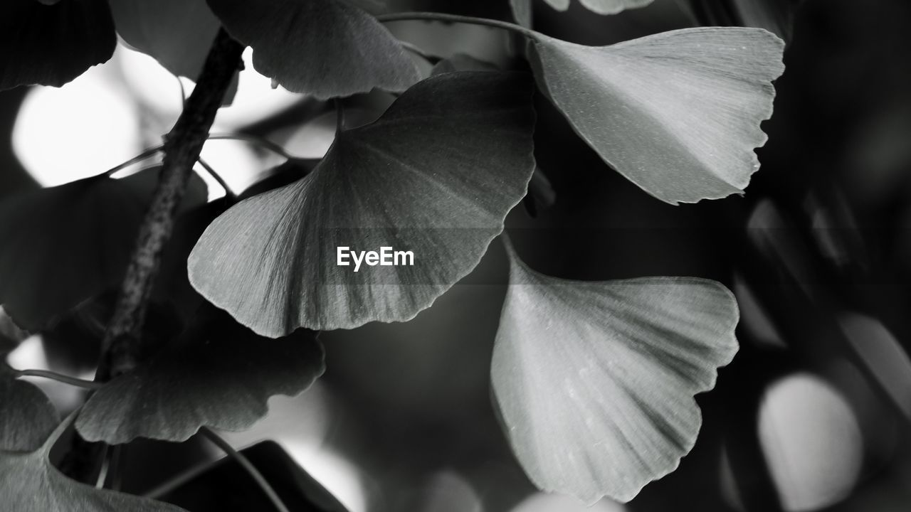 CLOSE-UP OF FLOWERS AGAINST BLURRED BACKGROUND