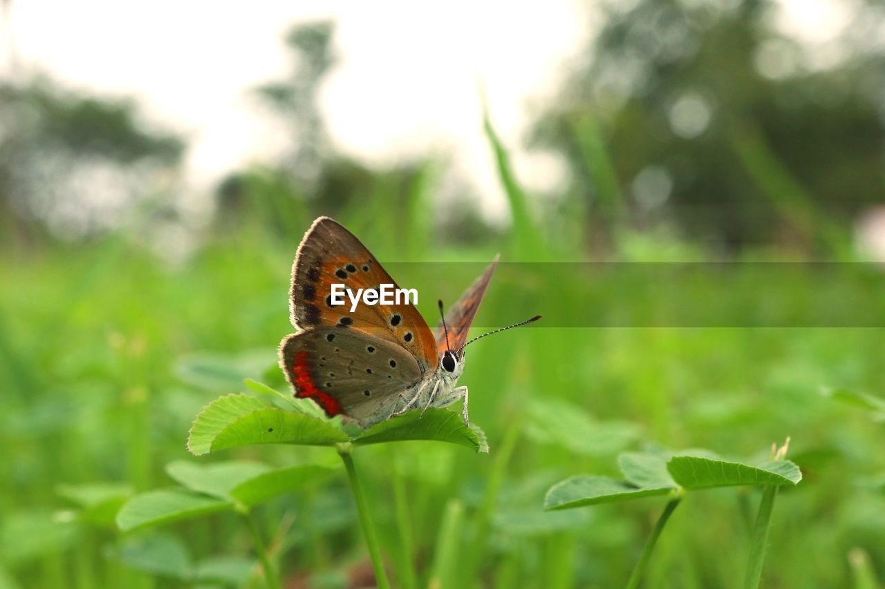 BUTTERFLY ON LEAF