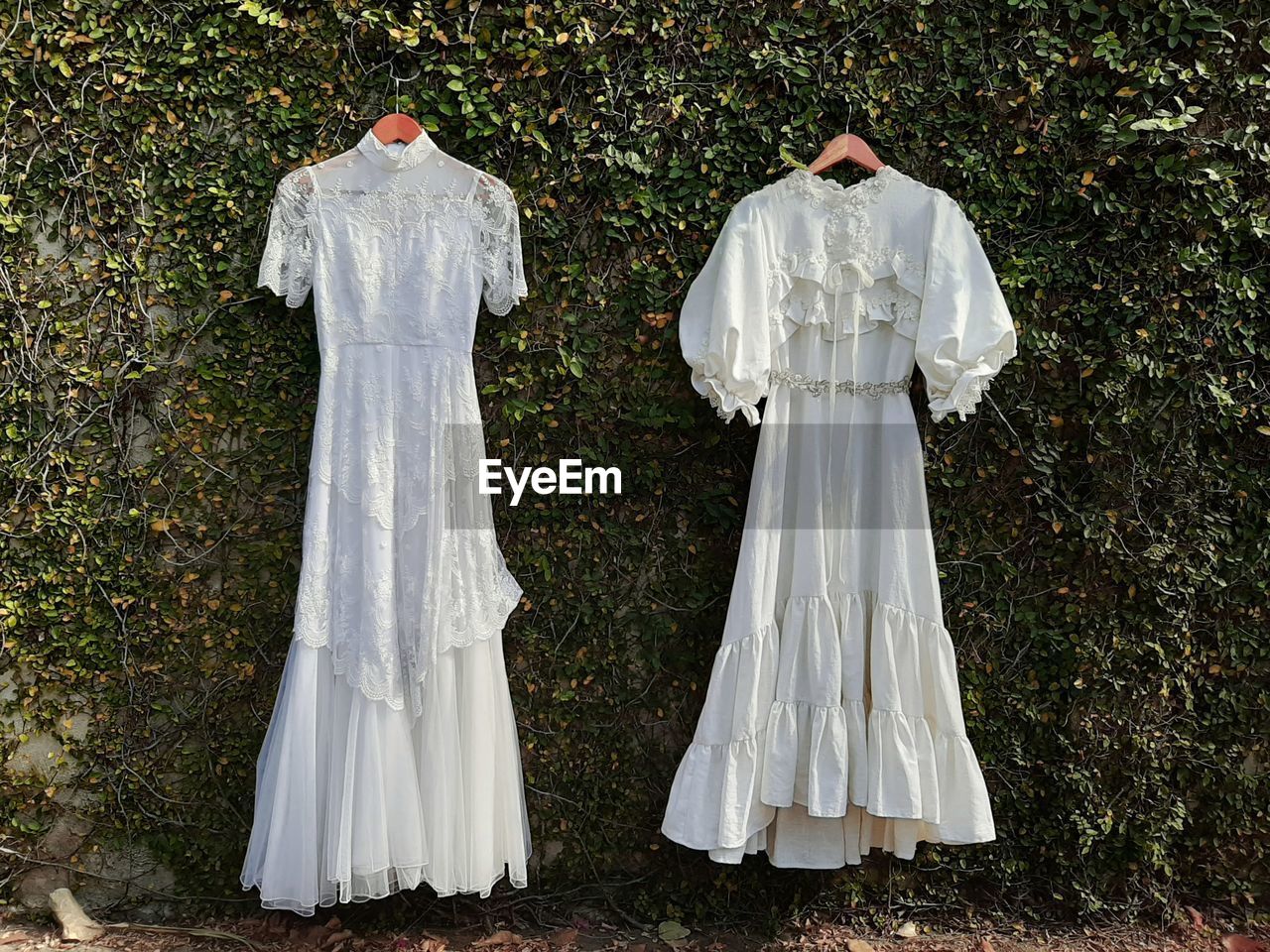 Wedding dresses hanging on ivy covered wall