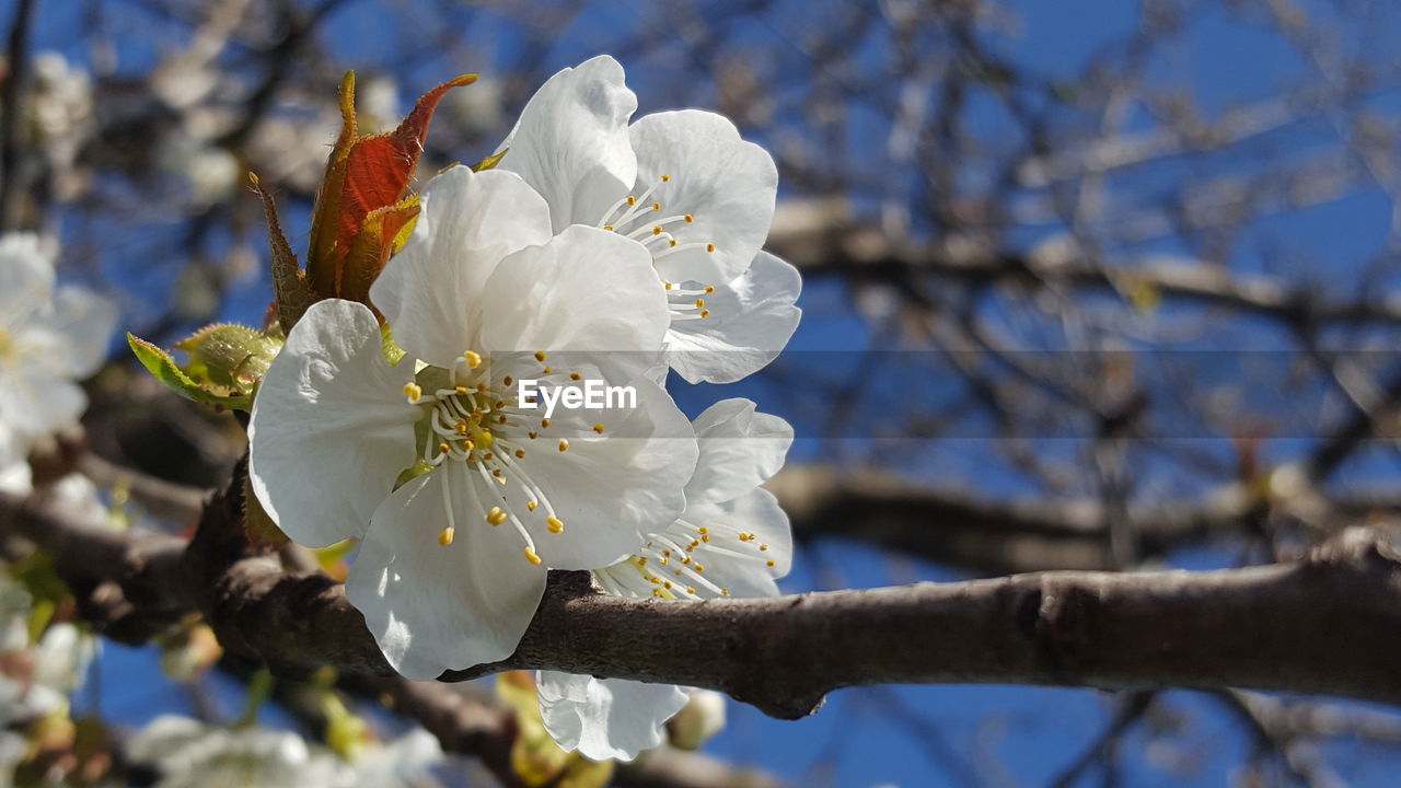 CLOSE-UP OF FRESH WHITE FLOWER TREE