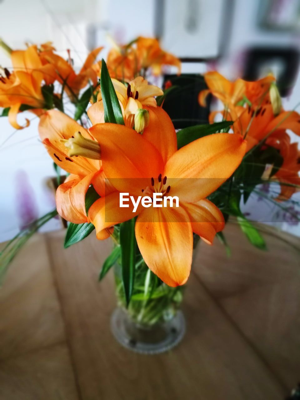 CLOSE-UP OF ORANGE DAY LILY FLOWERS BLOOMING OUTDOORS