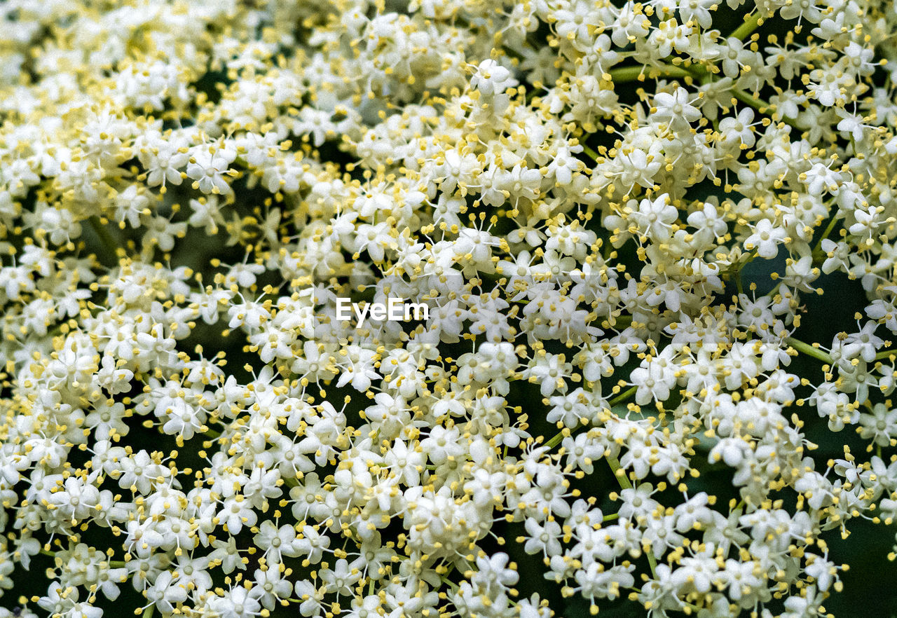 plant, flower, flowering plant, beauty in nature, freshness, growth, white, fragility, nature, blossom, no people, full frame, day, close-up, flower head, backgrounds, inflorescence, outdoors, land, springtime, field, abundance, cow parsley, petal, high angle view