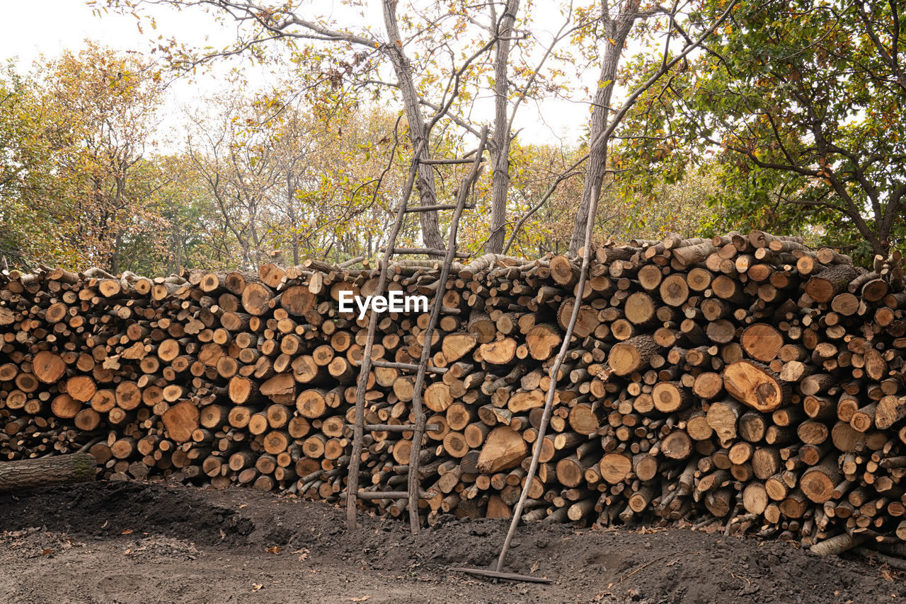 Stack of logs in forest