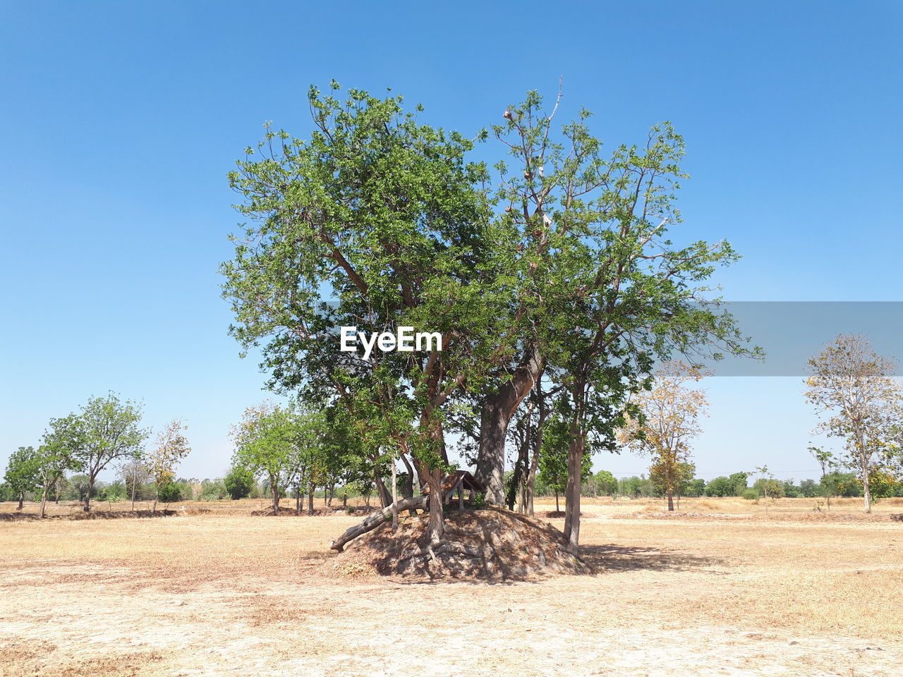 TREES GROWING ON FIELD AGAINST CLEAR SKY