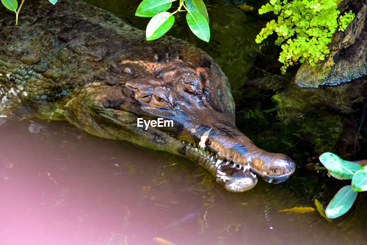 High angle view of an alligator in the lake