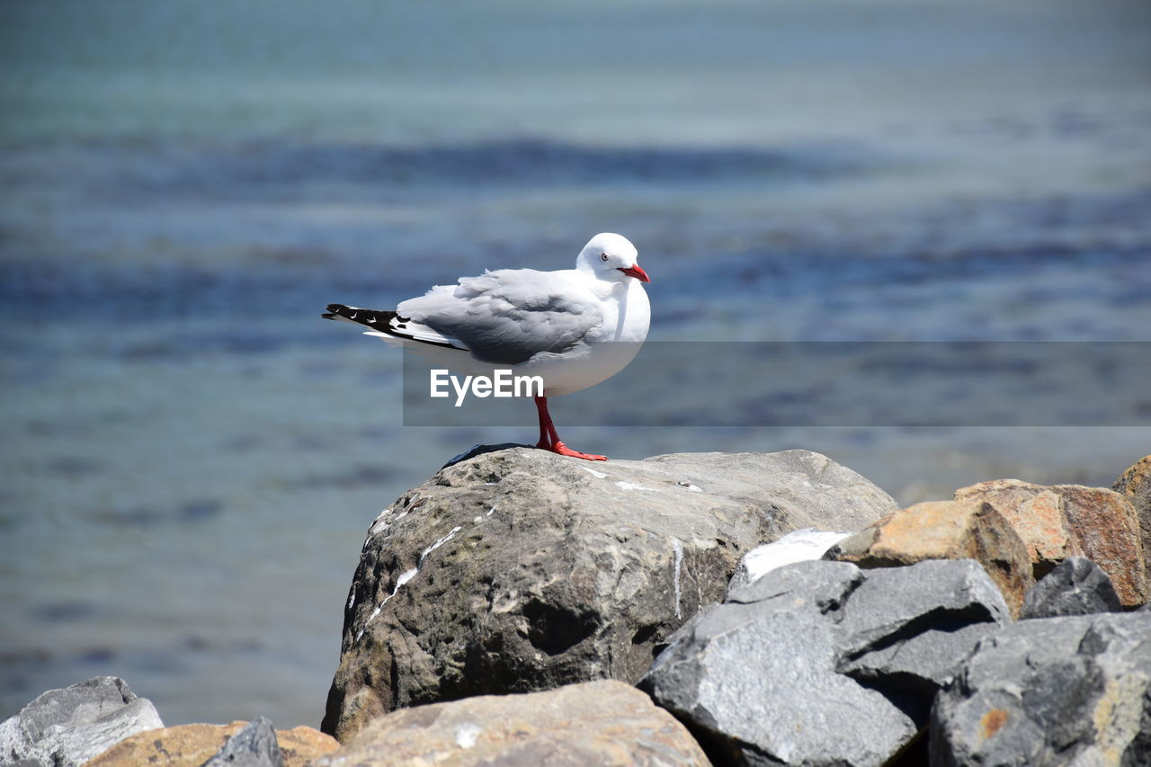SEAGULL PERCHING ON ROCK AT SEA SHORE