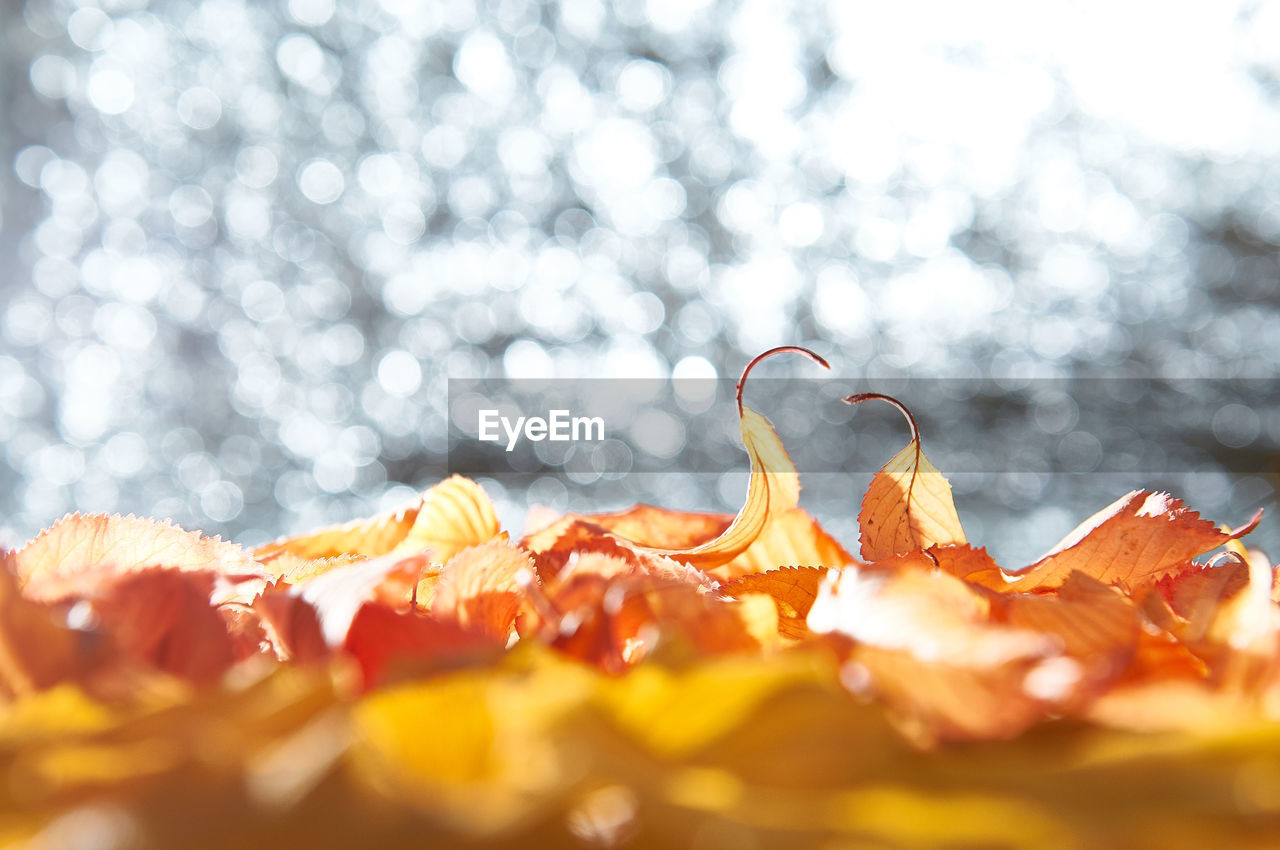 CLOSE-UP OF FRUIT ON ICE