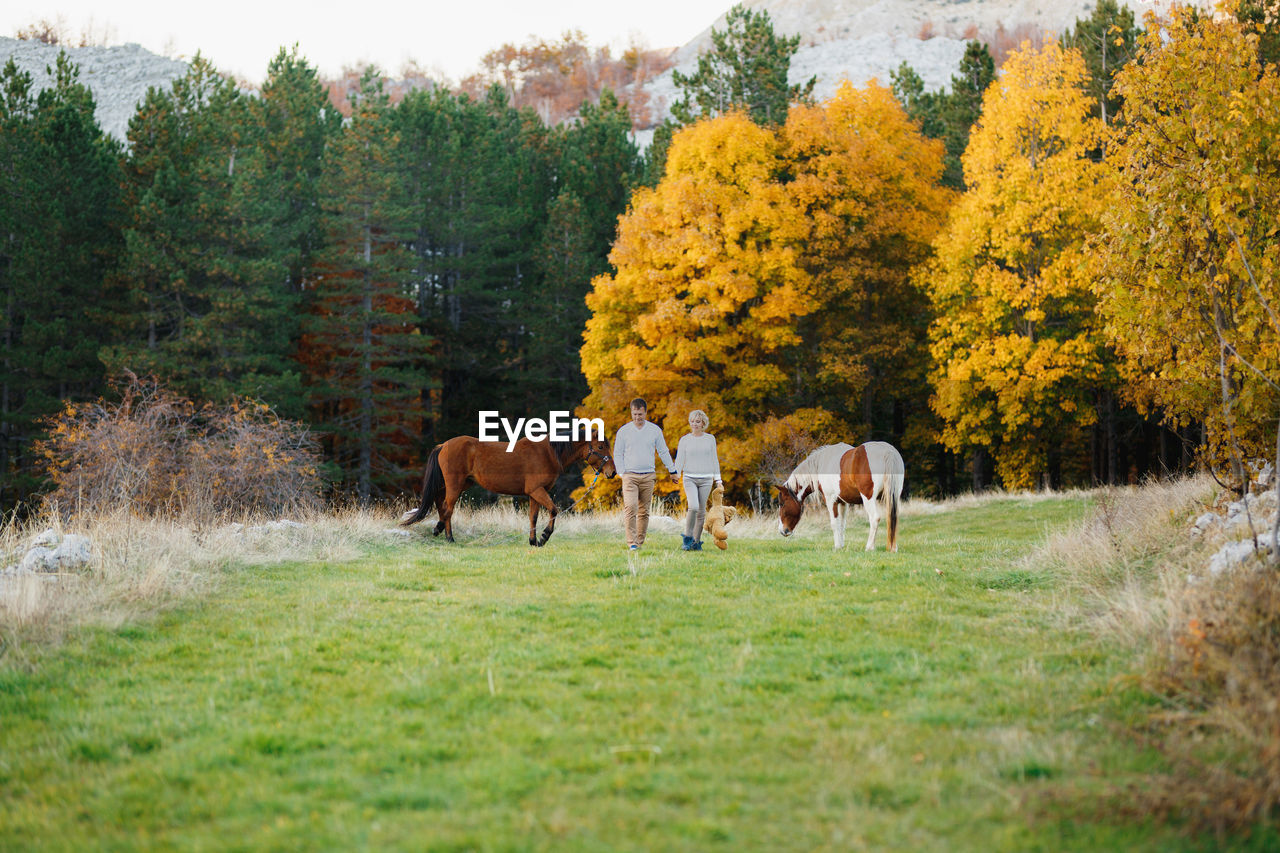 HORSES GRAZING ON FIELD