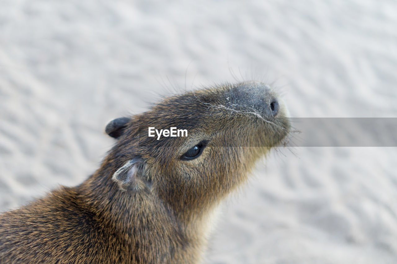 CLOSE-UP OF AN ANIMAL