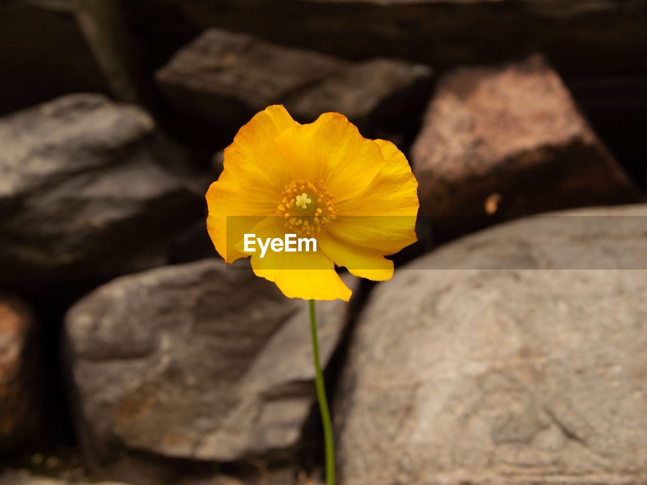 CLOSE-UP OF YELLOW FLOWER ON PLANT